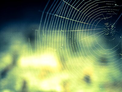 Close up lichtspiel spider