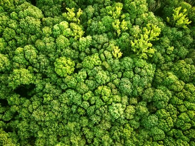 Nature green trees
