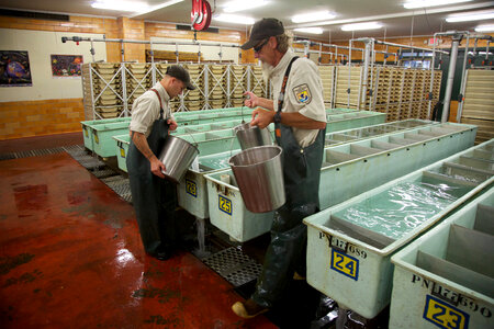 Salmon egg-taking and rearing station-2