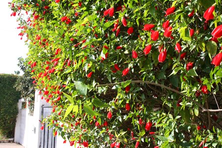 Flowers stalks trees photo