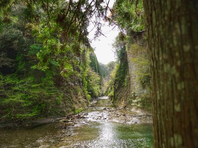 Landscape photography of trees in the forest of Japan.