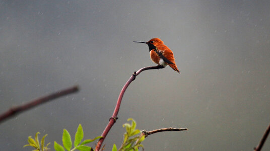 Rufous Hummingbird photo