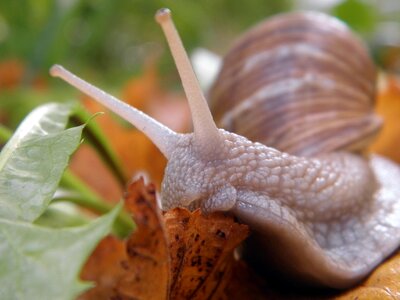 Snail shells molluscs crossing photo