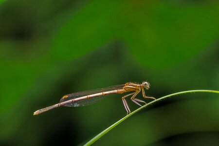 Dragonfly insect insects photo