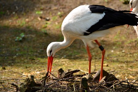Animals germany storks
