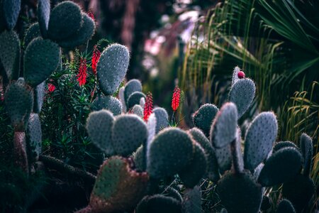 Botanical cactus plants photo