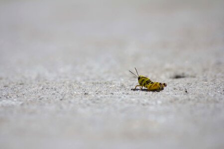 Chapulin insect animal