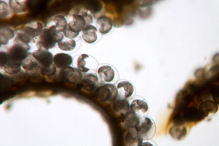 Freshwater mussel conglutinates-4