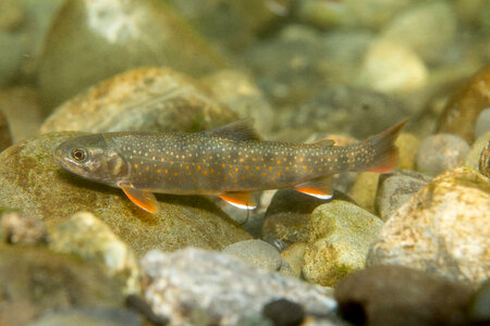 Dolly Varden-5