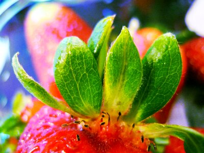 Berry red green