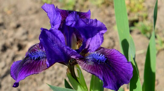Horticulture iris flower photo