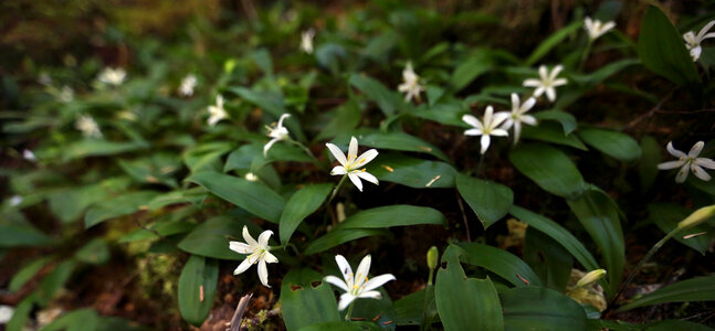 Clintonia uniflora photo