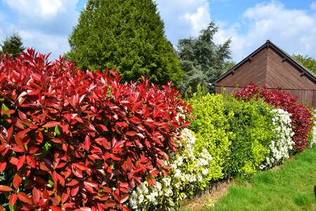 Red leaves fothinia photinia
