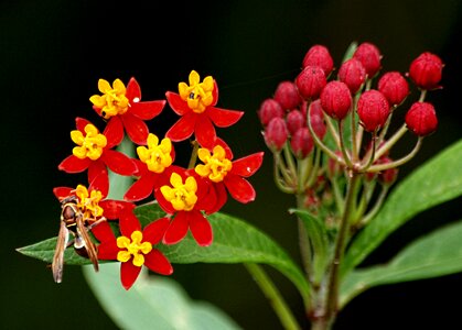 Floral insect wing