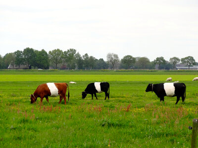 Cows grazing on a green summer meadow photo