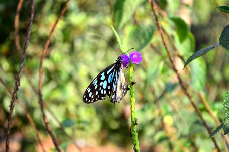 Purple Flower Butterfly Blue Tiger photo