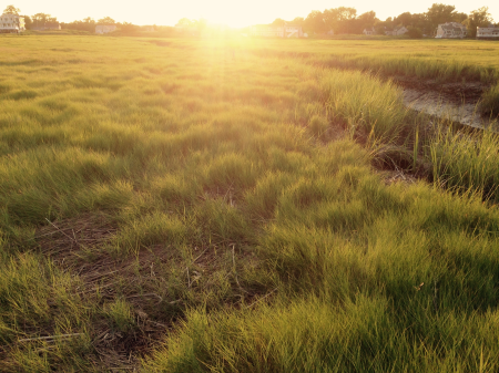 Meadow grass sky