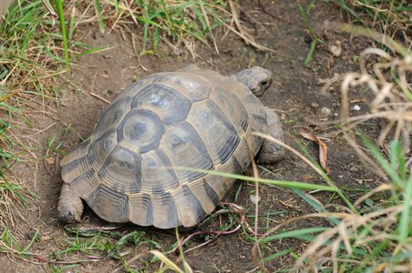 Reptile animal armored