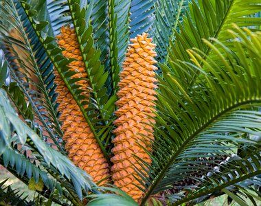 Garden evergreen landscaping