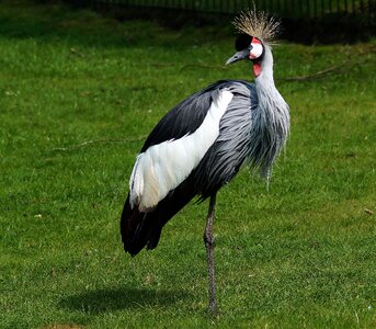 Bird headdress pride