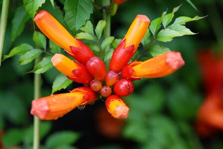 Flowers bud red photo