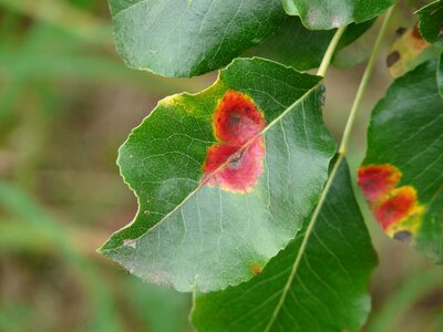 Pear disease infestation photo