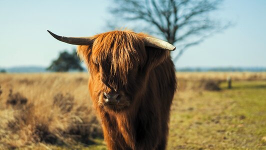 Scottish Highland Cow with Broken Horn in a Field photo