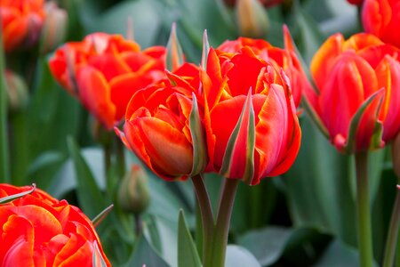 Blooming blossom color
