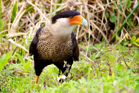 Crested caracara-2 photo