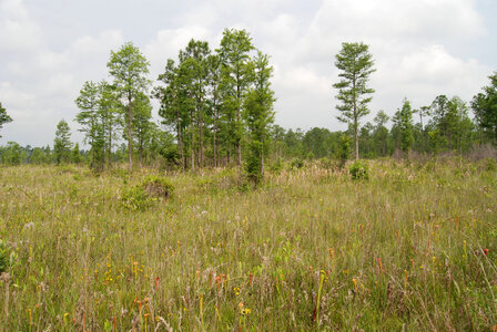 Refuge vegetation