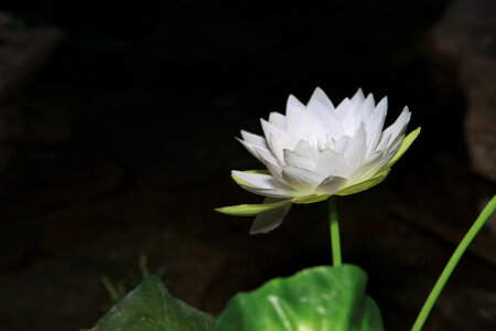 White Flower