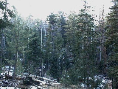 Forest red spruce photo