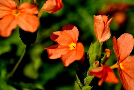 Beautiful Flowers bloom blooming photo