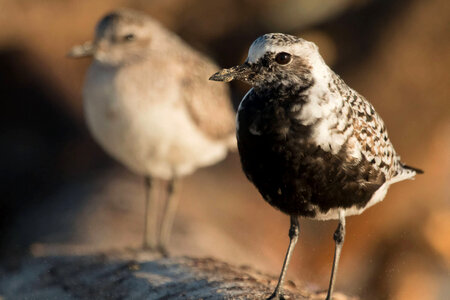 Black-bellied Plover and Mountain Plover photo