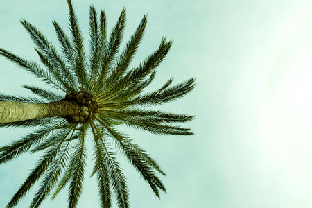 2 Beautiful Silhouette palm tree on sky photo