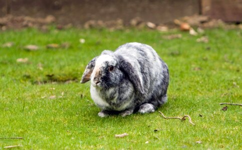 Lop-eared grey white photo