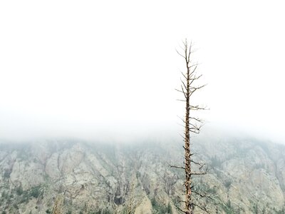 Lonely Tree photo