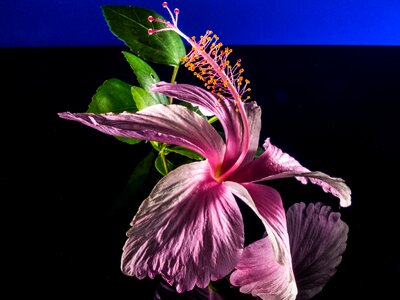 Flower pink marshmallow photo