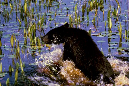 Bear bear cub black photo