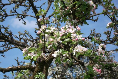 Apple blossom wonderful beautiful photo