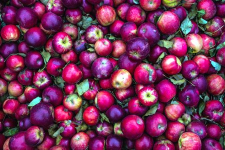 Agriculture apple diet