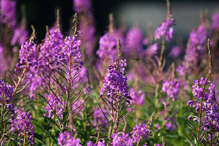 Chamerion angustifolium photo