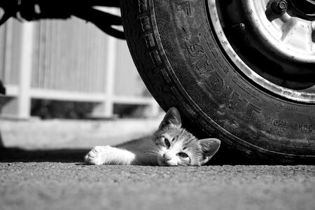 Tire cat feline