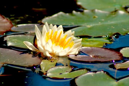 Water lily blossom bloom