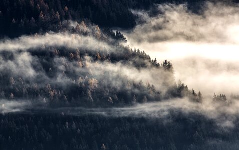 Dawn trees landscape photo