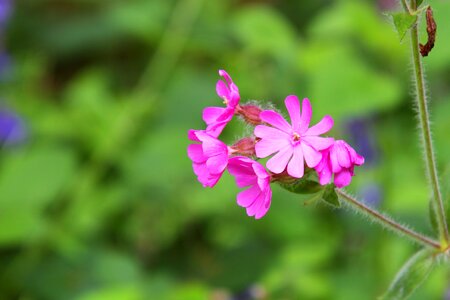 Floral flower foliage