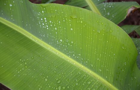 Wet sheet water garden