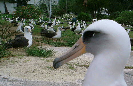Laysan albatross in urban area photo