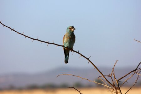 Kenya exotic bird tsavo