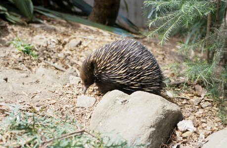 Animal hedgehog animals